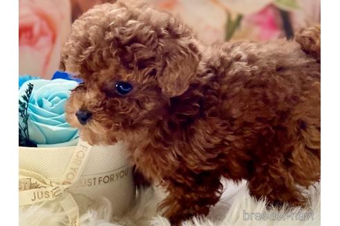 成約済の福岡県のティーカッププードル-163542の5枚目