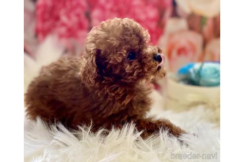 成約済の福岡県のティーカッププードル-163542の4枚目