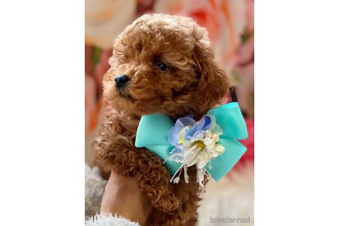 成約済の福岡県のティーカッププードル-163543の1枚目