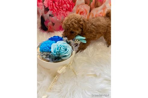 成約済の福岡県のティーカッププードル-163543の2枚目