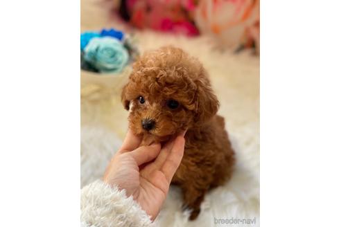 成約済の福岡県のタイニープードル-163544の2枚目