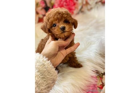 成約済の福岡県のタイニープードル-163544の3枚目