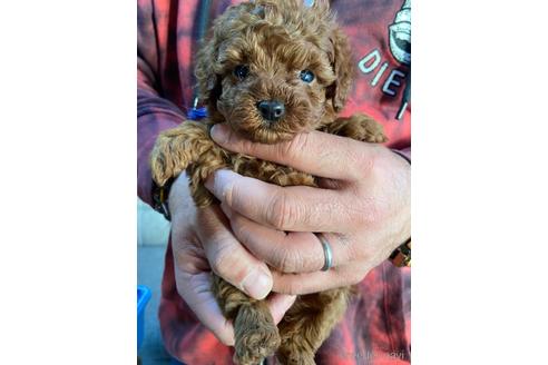 成約済の静岡県のタイニープードル-161355の1枚目