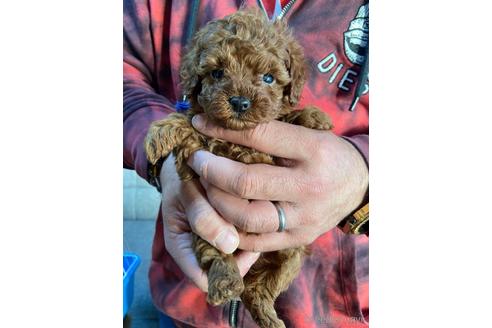 成約済の静岡県のタイニープードル-161355の3枚目