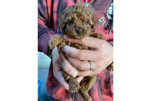 成約済の静岡県のタイニープードル-161355の2枚目