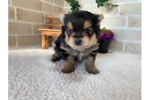 成約済の静岡県のミックス犬-161361の1枚目