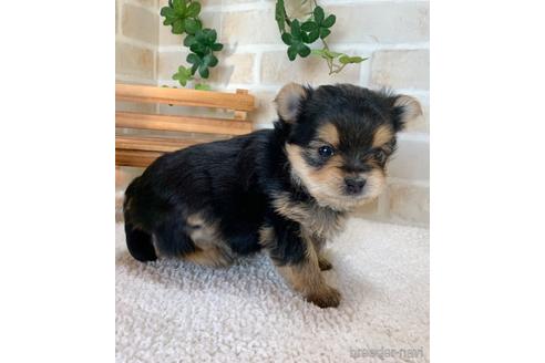 成約済の静岡県のミックス犬-161361の2枚目