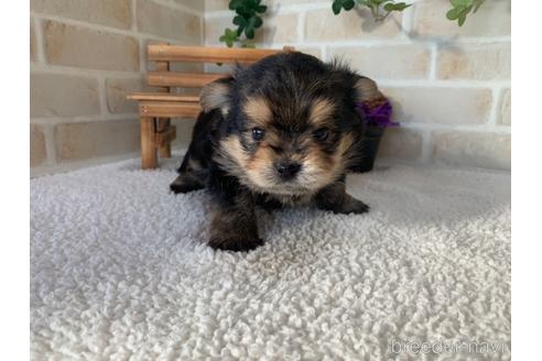 成約済の静岡県のミックス犬-161359の1枚目