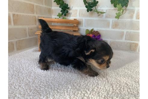 成約済の静岡県のミックス犬-161359の2枚目