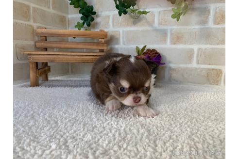 成約済の静岡県のチワワ(ロングコート)-161364