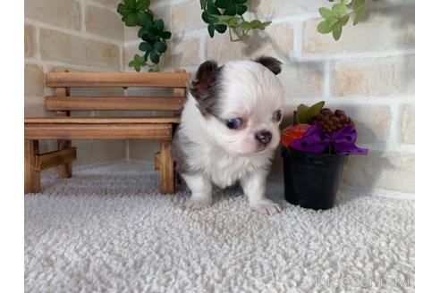 成約済の静岡県のチワワ(ロングコート)-161365