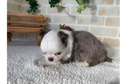 成約済の静岡県のチワワ(ロングコート)-161365の2枚目