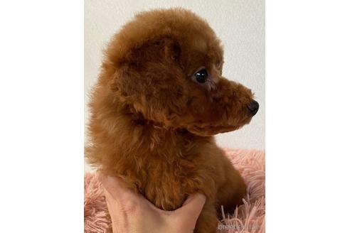 成約済の岡山県のトイプードル-157409の4枚目