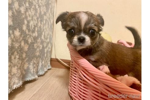 成約済の群馬県のチワワ(ロングコート)-163559の1枚目