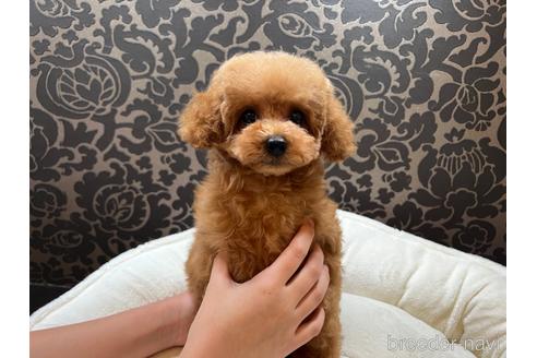 成約済の千葉県のティーカッププードル-152843の17枚目