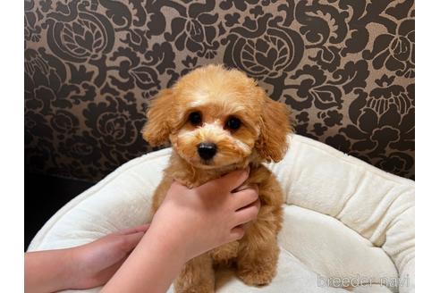 成約済の千葉県のタイニープードル-153926の10枚目