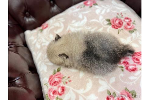 成約済の香川県のポメラニアン-163580の3枚目