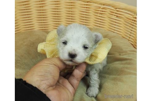 成約済の埼玉県のマルチーズ-163586の2枚目