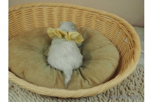 成約済の埼玉県のマルチーズ-163586の3枚目