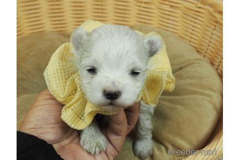 成約済の埼玉県のマルチーズ-163586の1枚目