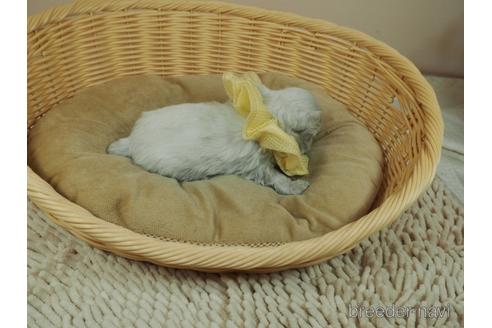 成約済の埼玉県のマルチーズ-163586の5枚目