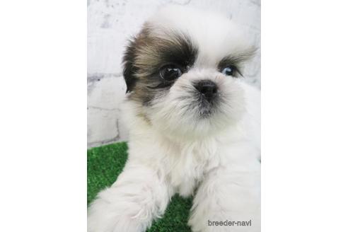 成約済の大阪府のシーズー-163587の2枚目