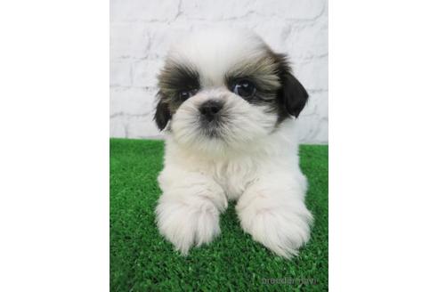 成約済の大阪府のシーズー-163587