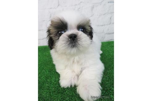 成約済の大阪府のシーズー-163587の3枚目