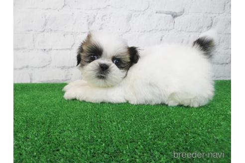 成約済の大阪府のシーズー-163587の5枚目