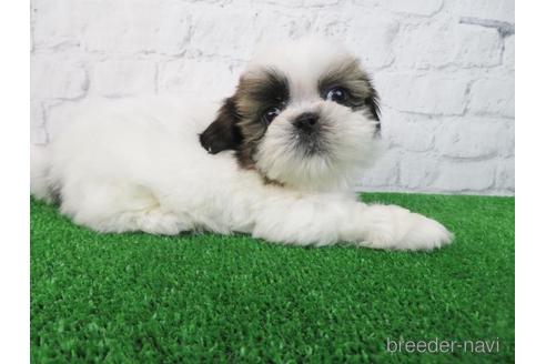 成約済の大阪府のシーズー-163587の4枚目