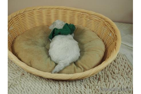 成約済の埼玉県のマルチーズ-163590の3枚目