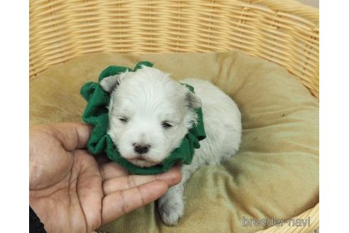 成約済の埼玉県のマルチーズ-163590の5枚目