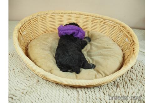 成約済の埼玉県のミニチュアシュナウザー-163605の5枚目