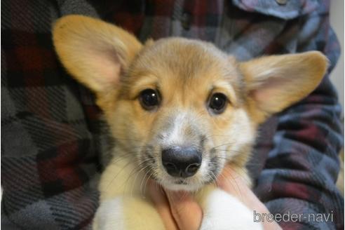 成約済の栃木県のウェルシュコーギーペンブローク-163618の1枚目