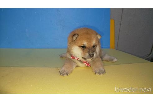 成約済の福岡県の豆柴-163619の1枚目
