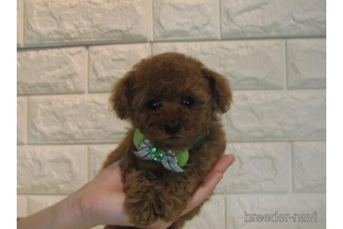 成約済の茨城県のティーカッププードル-163625の2枚目