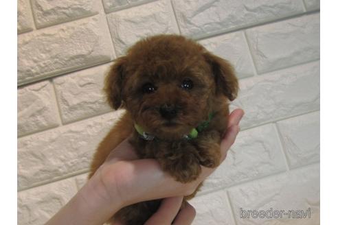 成約済の茨城県のティーカッププードル-163625の5枚目