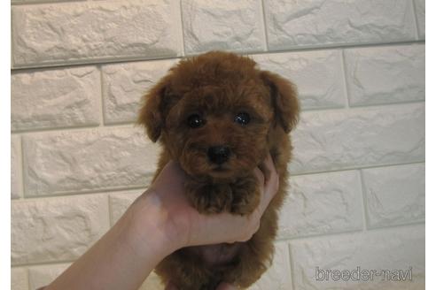 成約済の茨城県のティーカッププードル-163625の1枚目