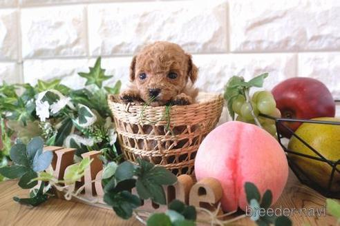 成約済の滋賀県のトイプードル-163491