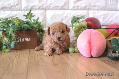 成約済の滋賀県のトイプードル-163491の6枚目