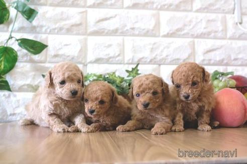 成約済の滋賀県のトイプードル-163491の3枚目