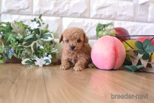 成約済の滋賀県のトイプードル-163492の1枚目