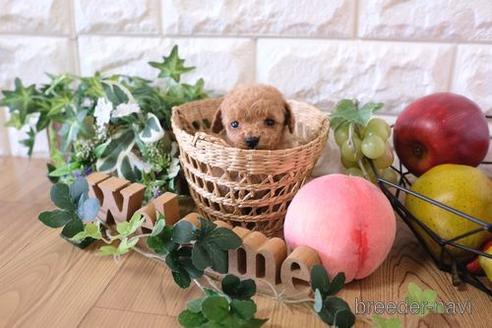 成約済の滋賀県のトイプードル-163492の6枚目