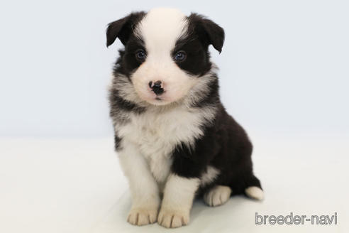 成約済の神奈川県のボーダーコリー-162690の6枚目