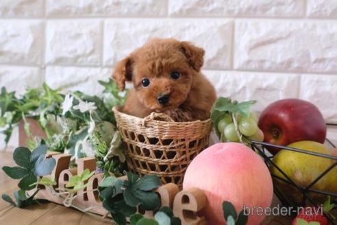 成約済の滋賀県のトイプードル-162088