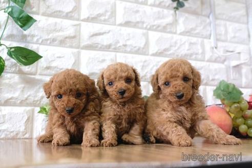 成約済の滋賀県のトイプードル-162090の5枚目