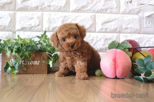 成約済の滋賀県のトイプードル-162102の1枚目
