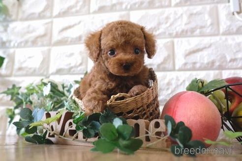 成約済の滋賀県のトイプードル-162102の8枚目