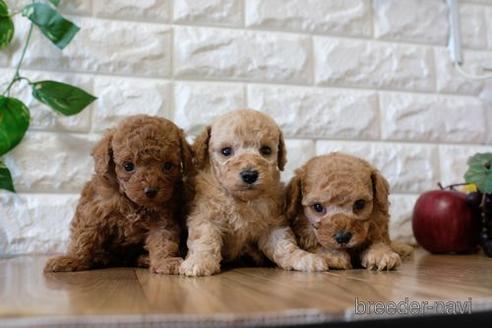 成約済の滋賀県のトイプードル-162102の5枚目