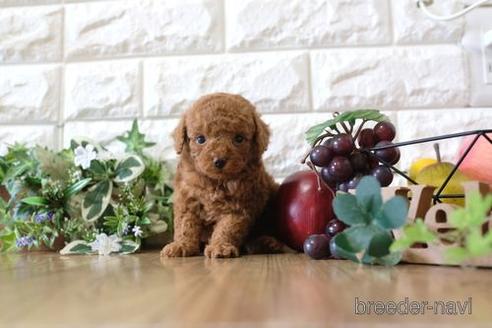 成約済の滋賀県のトイプードル-162102の4枚目